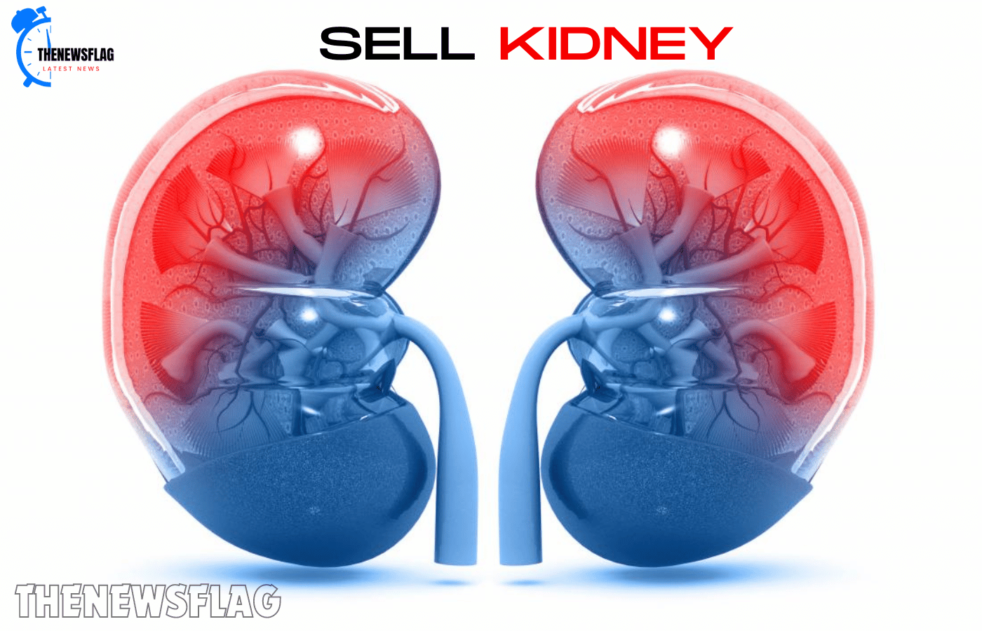 CA from Bengaluru loses more than ₹6 lakh in kidney sales after trying.