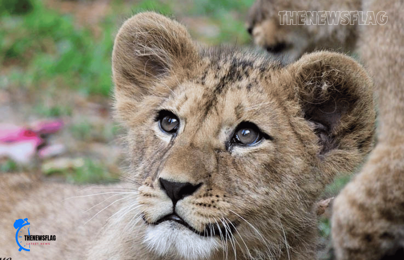 In this adorable video, a lion cub approaches its mother and then leaps at her.