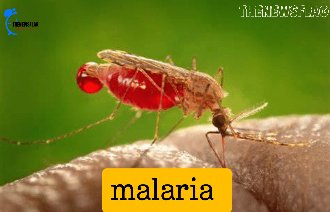 A new lethal mosquito species poses a threat to the fight against malaria.