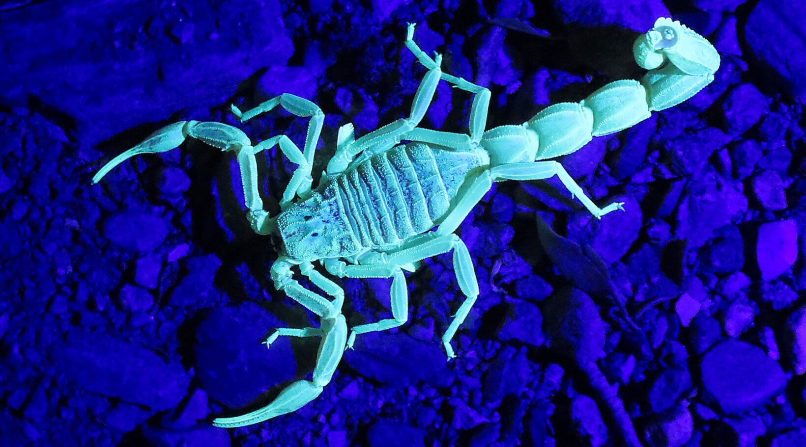 Aaj Ka Rashifal 24 March 2024-scorpion